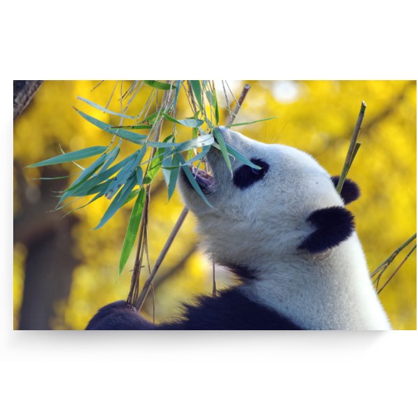 Fotoplátno 3:2 s potlačou Panda
